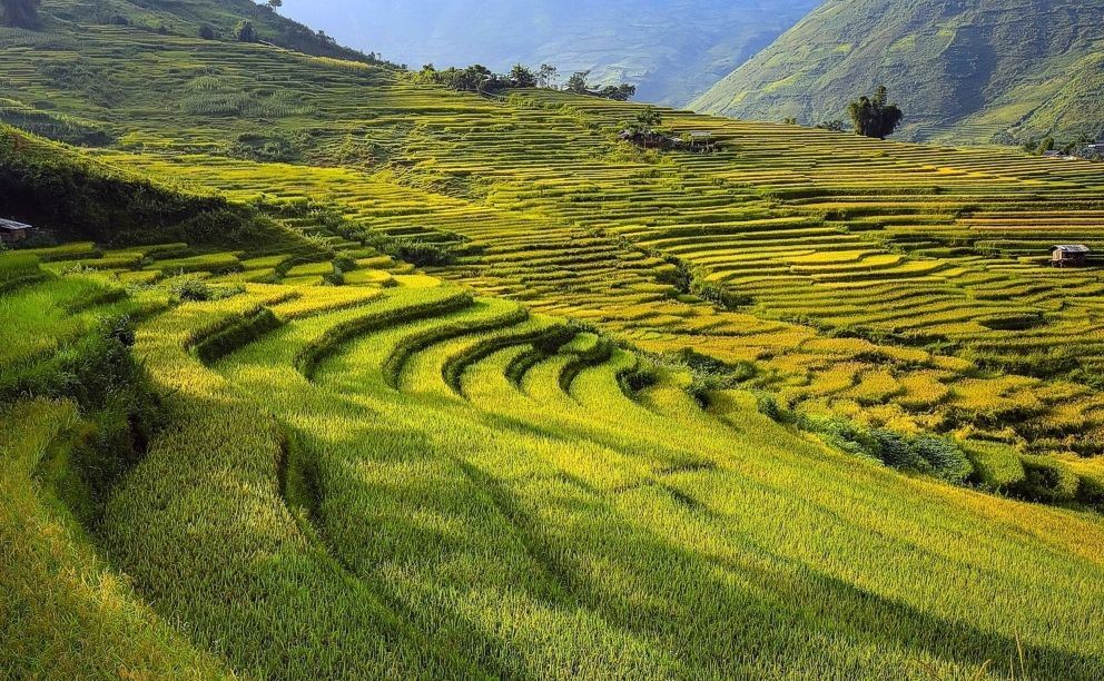 Vietnam - Reisfelder